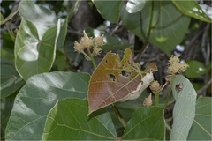 Eriolaena hookeriana